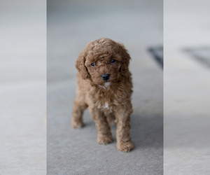 Medium Goldendoodle (Miniature)