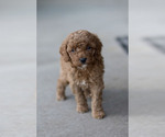Puppy Montana Goldendoodle (Miniature)