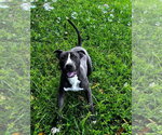 Small Photo #2 Labrador Retriever-Unknown Mix Puppy For Sale in Eustis, FL, USA