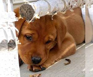 Bulldog Puppy for sale in MANHEIM, PA, USA