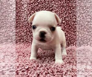 French Bulldog Puppy for sale in JOHNS ISLAND, SC, USA