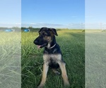 Puppy Sassy German Shepherd Dog