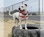 Small #1 Mutt