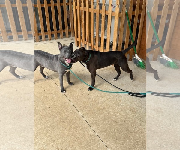 Medium Photo #2 American Pit Bull Terrier-Labrador Retriever Mix Puppy For Sale in Germantown, OH, USA