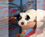 Small #4 Pembroke Welsh Corgi-Poodle (Miniature) Mix