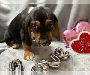 Blackie - Male Beagle-German Shepherd Dog Mix Dog for Adoption - Photo #3