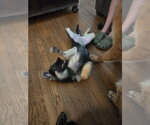 Small #3 Shepradors