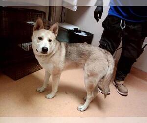 German Shepherd Dog-Unknown Mix Dogs for adoption in Martinez, CA, USA