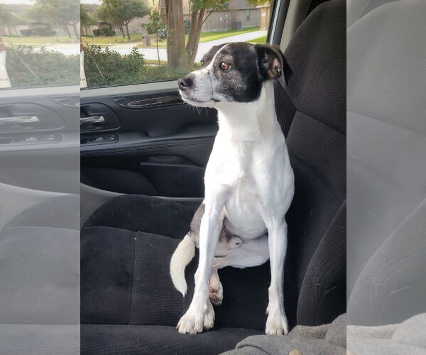 Medium Photo #8 Jack-Rat Terrier Puppy For Sale in McKinney, TX, USA