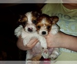 Small Photo #5 Yorkshire Terrier Puppy For Sale in ELON, NC, USA