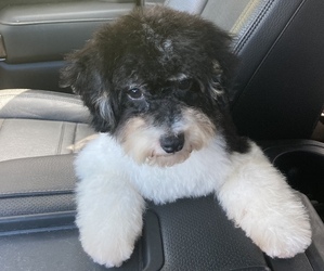 Poodle (Miniature) Puppy for sale in SOUTH ORANGE, NJ, USA