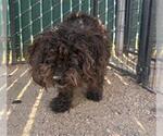 Small Poodle (Miniature)