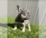 Small Photo #2 French Bulldog Puppy For Sale in LOMA MAR, CA, USA