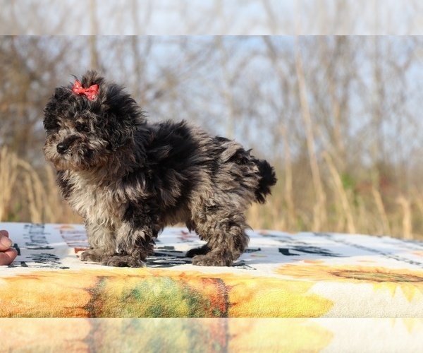 Medium Photo #7 ShihPoo Puppy For Sale in DYERSBURG, TN, USA