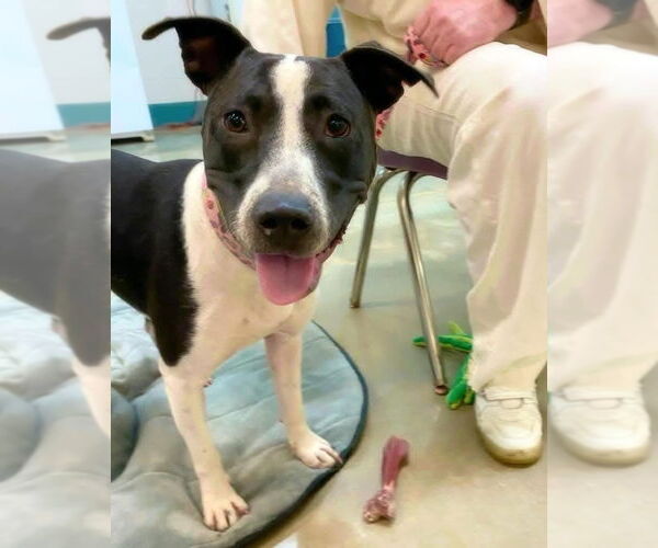 Medium Photo #12 Bull Terrier-Unknown Mix Puppy For Sale in Alexander, AR, USA
