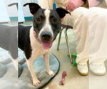 Small #11 Bull Terrier Mix