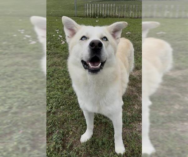 Medium Photo #2 Siberian Husky Puppy For Sale in Rosenberg, TX, USA