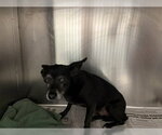 Small Chihuahua Mix