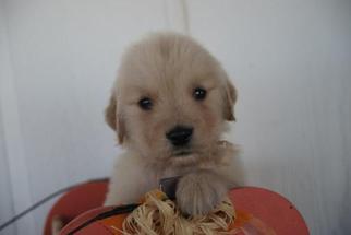 Golden Retriever Puppy for sale in MOAPA, NV, USA