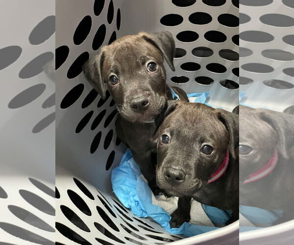 Medium Photo #4 Labrador Retriever-Unknown Mix Puppy For Sale in The Woodlands, TX, USA