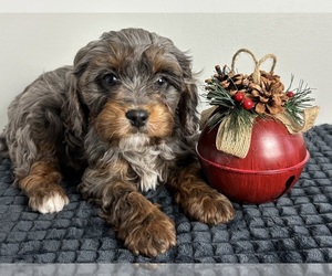 Cavapoo Puppy for sale in INDIANAPOLIS, IN, USA