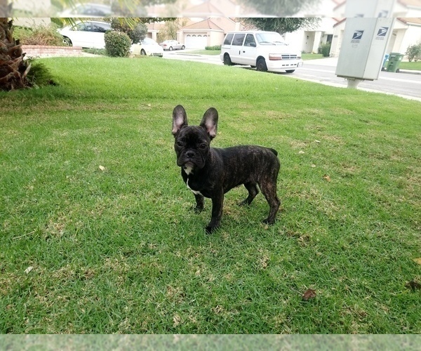 Medium Photo #9 French Bulldog Puppy For Sale in SIMI VALLEY, CA, USA