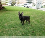 Small Photo #9 French Bulldog Puppy For Sale in SIMI VALLEY, CA, USA