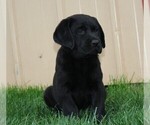 Small Photo #2 Labrador Retriever Puppy For Sale in FRYSTOWN, PA, USA