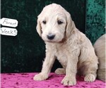 Puppy 7 Labradoodle