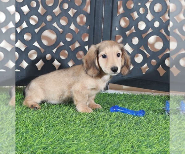 Medium Photo #3 Dachshund Puppy For Sale in MOUNT VERNON, OH, USA