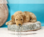 Small Photo #3 Goldendoodle Puppy For Sale in CARLOCK, IL, USA