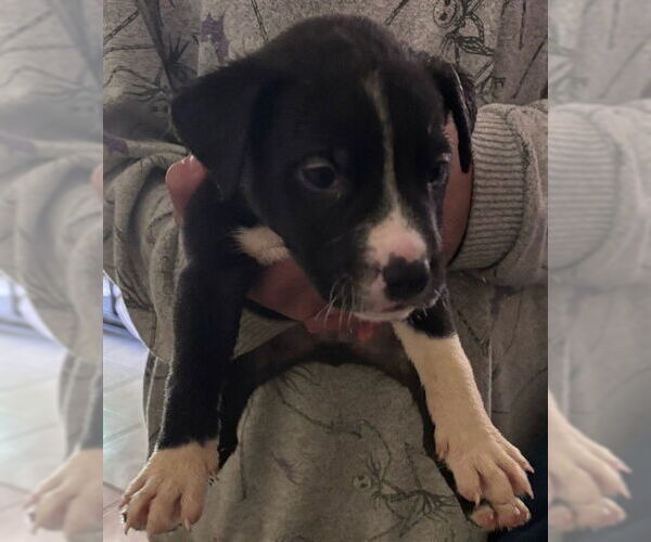 Medium Photo #1 Mutt Puppy For Sale in San Antonio, TX, USA