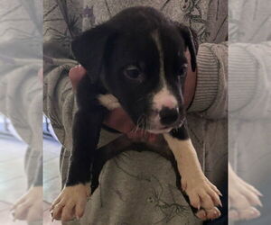 Mutt Dogs for adoption in San Antonio, TX, USA