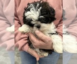 Small Photo #5 Shih Tzu Puppy For Sale in SILEX, MO, USA
