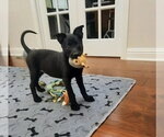 Small #11 Mutt