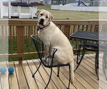 Small #1 Mastador