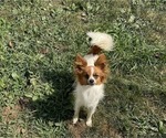 Small #1 Papillon