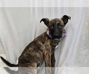 Boxador Dogs for adoption in Lakewood, CO, USA