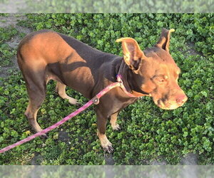 Doberman Pinscher-Unknown Mix Dogs for adoption in Sacramento, CA, USA