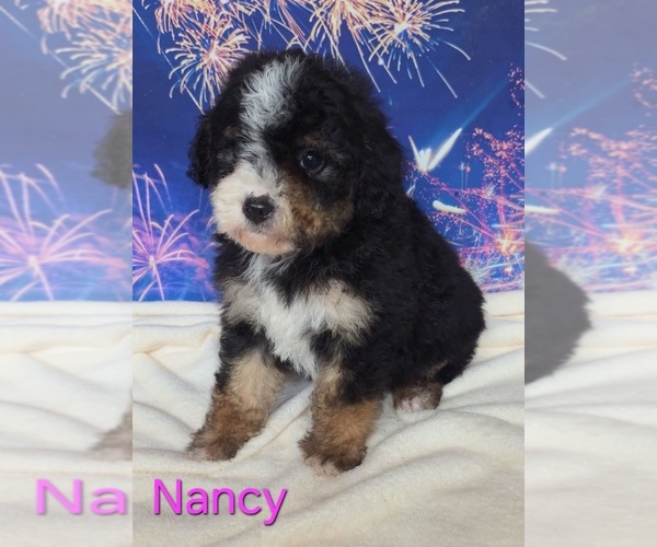 Medium Photo #2 Australian Shepherd-Poodle (Toy) Mix Puppy For Sale in AZLE, TX, USA