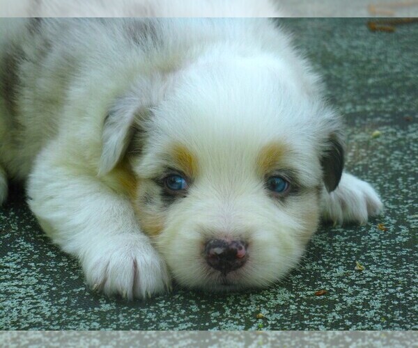 Medium Photo #5 Australian Shepherd Puppy For Sale in WILSON, NY, USA