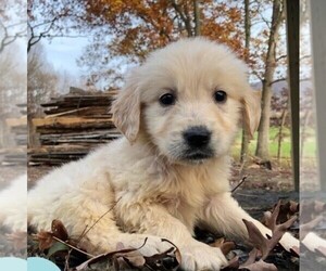 Golden Retriever Puppy for sale in DRY RUN, PA, USA