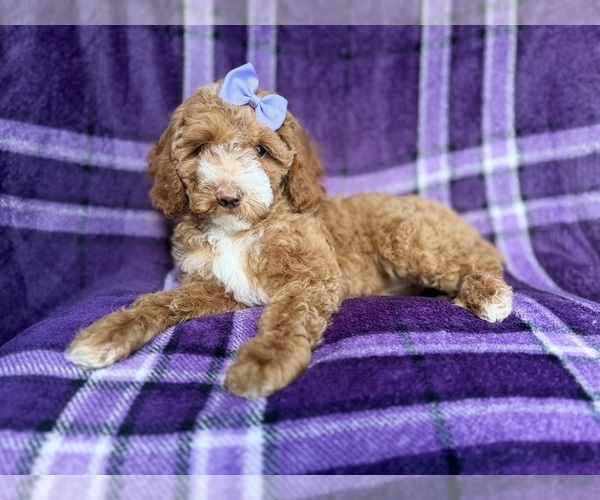 Medium Photo #4 Cock-A-Poo Puppy For Sale in LAKELAND, FL, USA