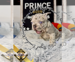 Small #1 French Bulldog
