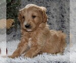 Small Photo #4 Goldendoodle-Poodle (Miniature) Mix Puppy For Sale in KINZERS, PA, USA
