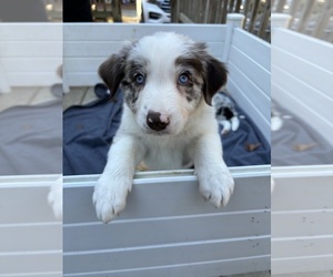 Border Collie Puppy for sale in DELTA, PA, USA