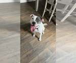 Small #4 American Pit Bull Terrier Mix