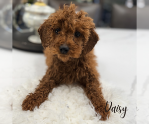 Poodle (Miniature) Puppy for sale in ADDISON, IL, USA