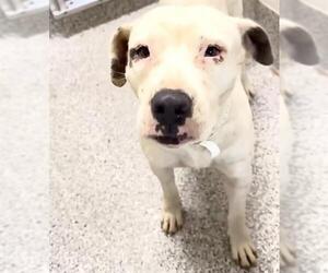 American Pit Bull Terrier-Unknown Mix Dogs for adoption in Houston, TX, USA