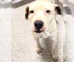 Small American Pit Bull Terrier Mix